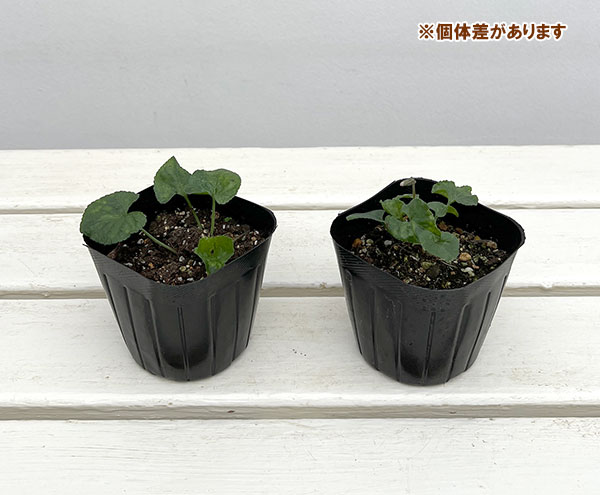 ニオイスミレ:パープル一重3号ポット