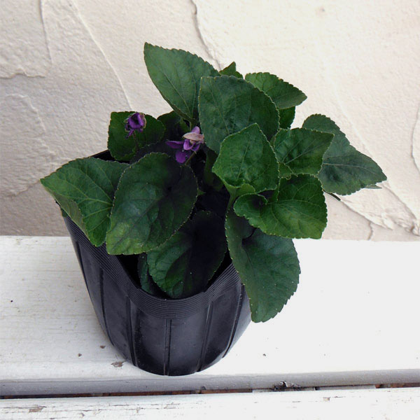 ニオイスミレ:パープル一重3号ポット