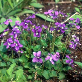 ニオイスミレ:パープル一重3号ポット