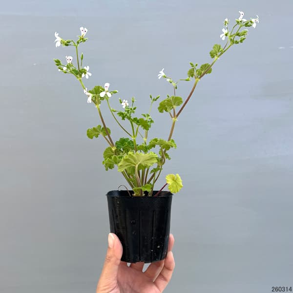 ニオイゼラニウム：アップル3号ポット2株セット