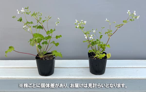 ニオイゼラニウム：アップル3号ポット2株セット