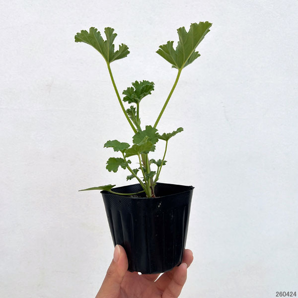 ニオイゼラニウム:アンダーソニア3号ポット2株セット