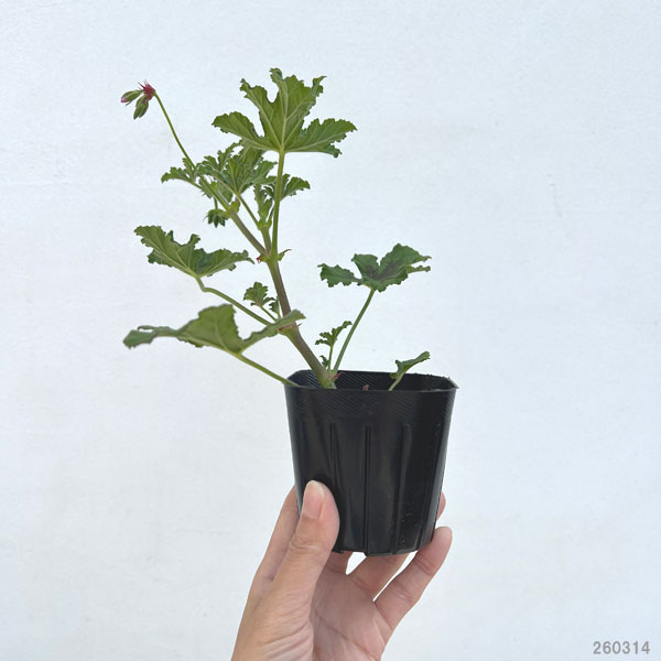 ニオイゼラニウム：チョコミント3号ポット