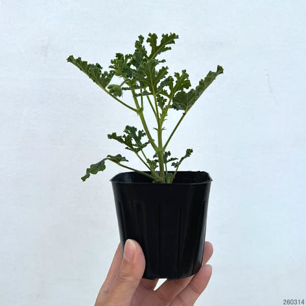 ニオイゼラニウム：パイン3号ポット