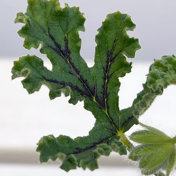 ニオイゼラニウム：パイン3号ポット