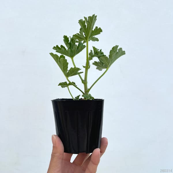 ニオイゼラニウム：ピーコック3号ポット 2株セット