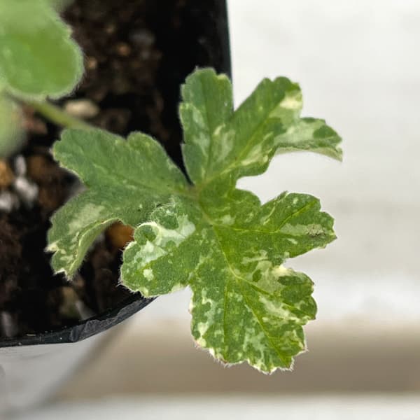 ニオイゼラニウム：ピーコック3号ポット 2株セット