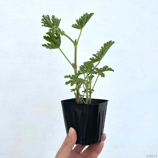 ニオイゼラニウム：オドラ3号ポット