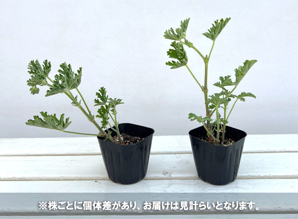 ニオイゼラニウム：オドラ3号ポット