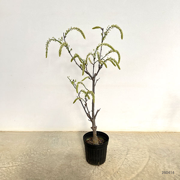 フジ（藤）：シロノダフジ（シロナガ）6号ポット