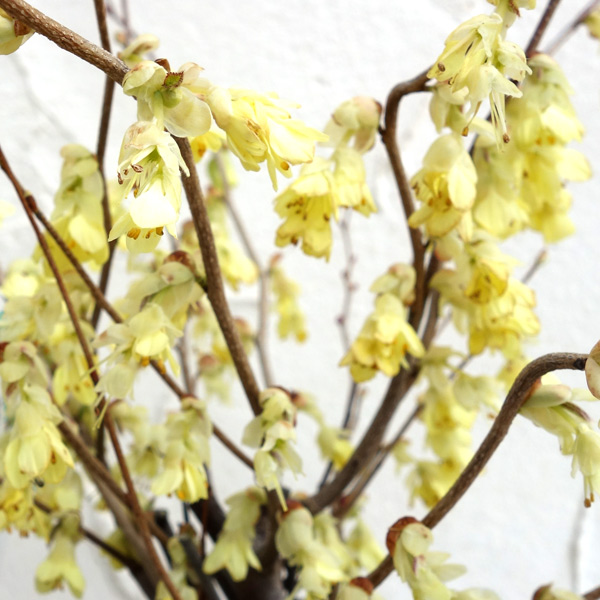 ヒュウガミズキ(日向みずき)3号ポット