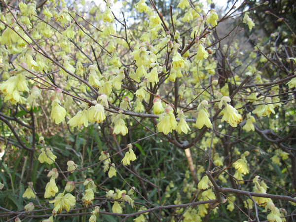 ヒュウガミズキ(日向みずき)3号ポット