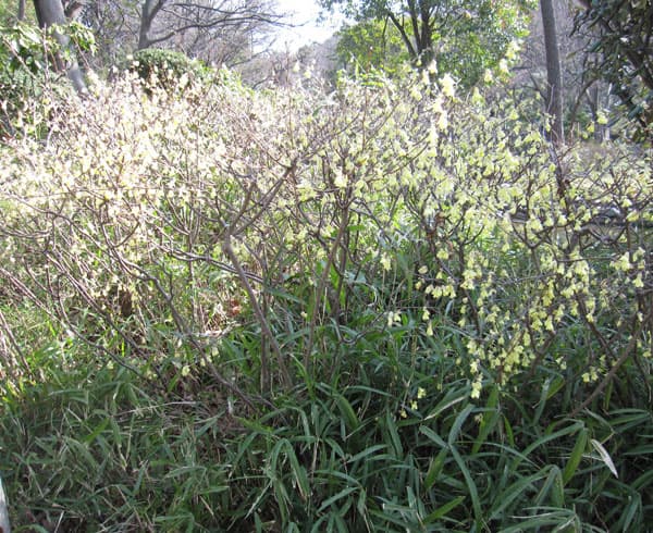 ヒュウガミズキ(日向みずき)3号ポット