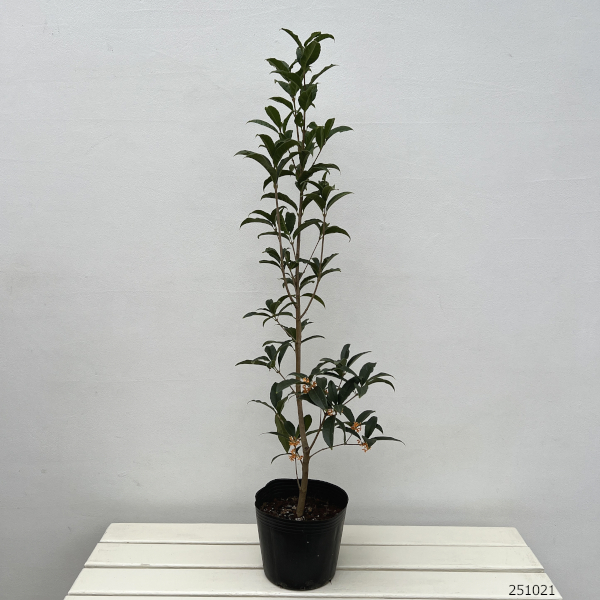 キンモクセイ（金木犀）6号ポット