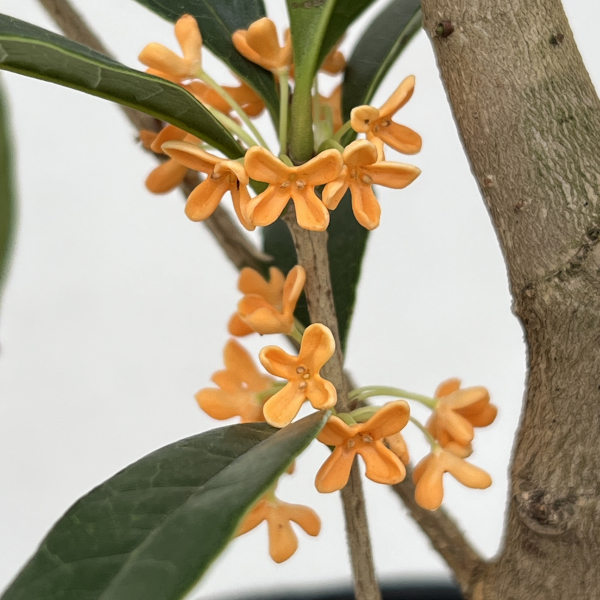 キンモクセイ（金木犀）6号ポット