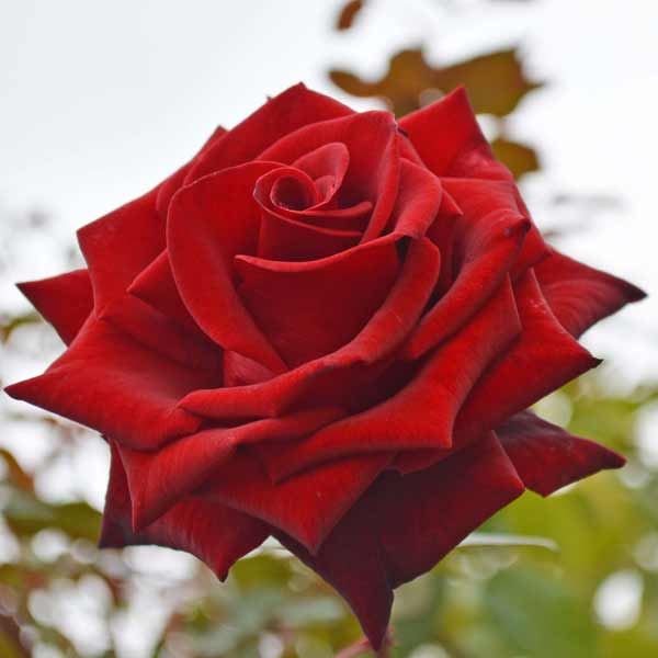 ハイブリッドティー：ミスターリンカーン接木苗4号ロングポット