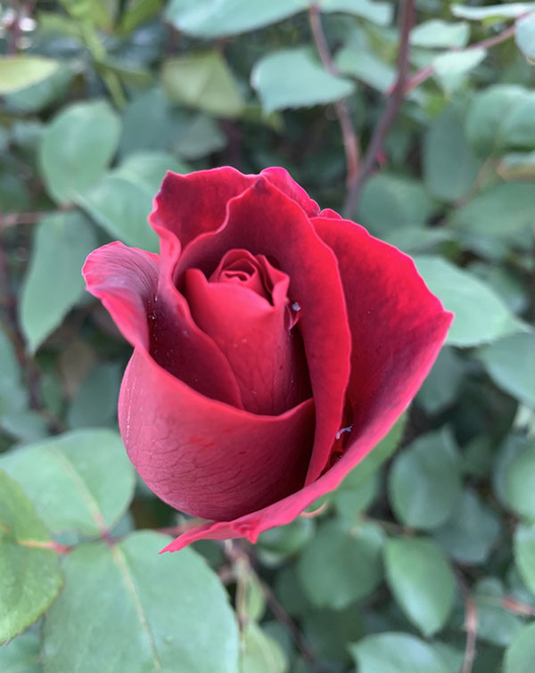 ハイブリッドティー：ミスターリンカーン接木苗4号ロングポット