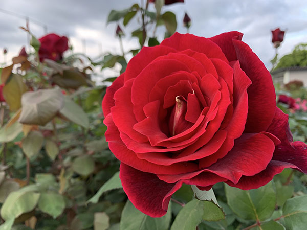 ハイブリッドティー：ミスターリンカーン接木苗4号ロングポット