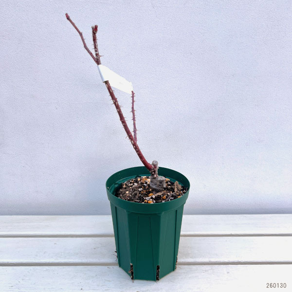 ハイブリッドティー：ミスターリンカーン接木苗4号ロングポット