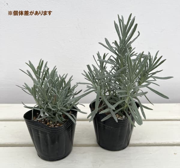 ラベンダー(ラバンディン系):アラビアンナイト3号ポット