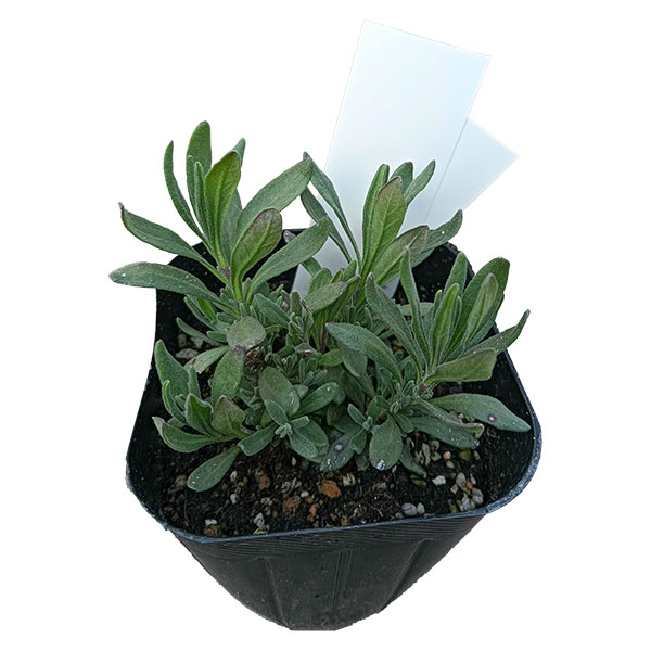 イングリッシュラベンダー（アングスティフォリア系）：ヒドコート（ブルー）3～3.5号ポット2株セット