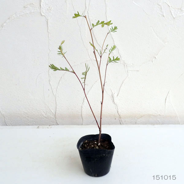 染色に使われる植物の苗3品種セット（タデアイ・日本ムラサキ・タンジー）