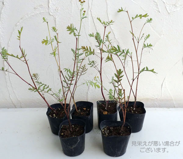 染色に使われる植物の苗3品種セット（タデアイ・日本ムラサキ・タンジー）