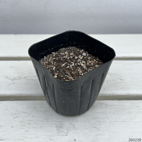 ルバーブ3号ポット2株セット