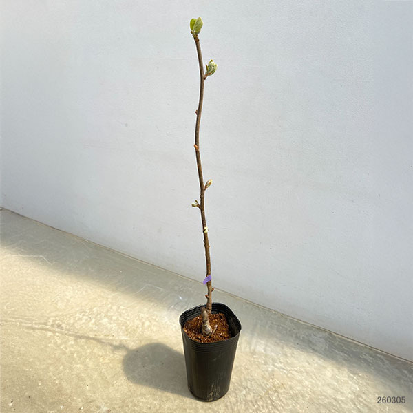 キウイ（メス木）：紅妃（こうひ） 4～5号ポット＊＊