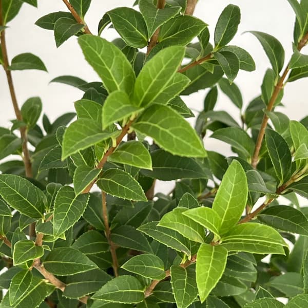 オスマンサス：デラバイ（春咲き香りモクセイ）5.5号ポット