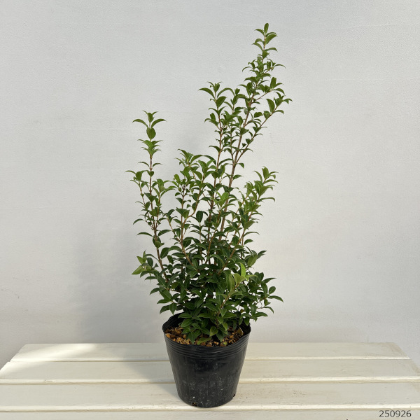 オスマンサス：デラバイ（春咲き香りモクセイ）5.5号ポット