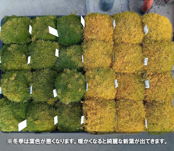 サギナ(アイリッシュモス):ライムグリーン3号ポット