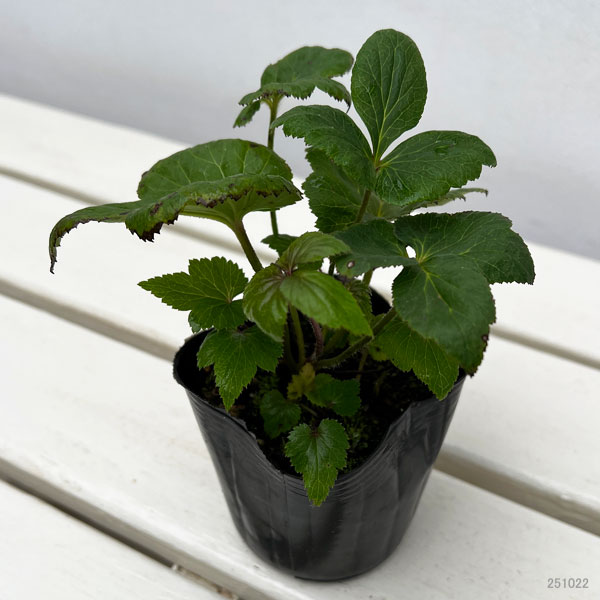 シュウメイギク（秋明菊）：牡丹咲き3号ポット