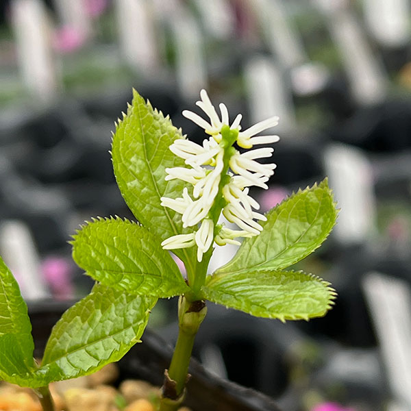 ヒトリシズカ(一人静):香り一人静3号ポット