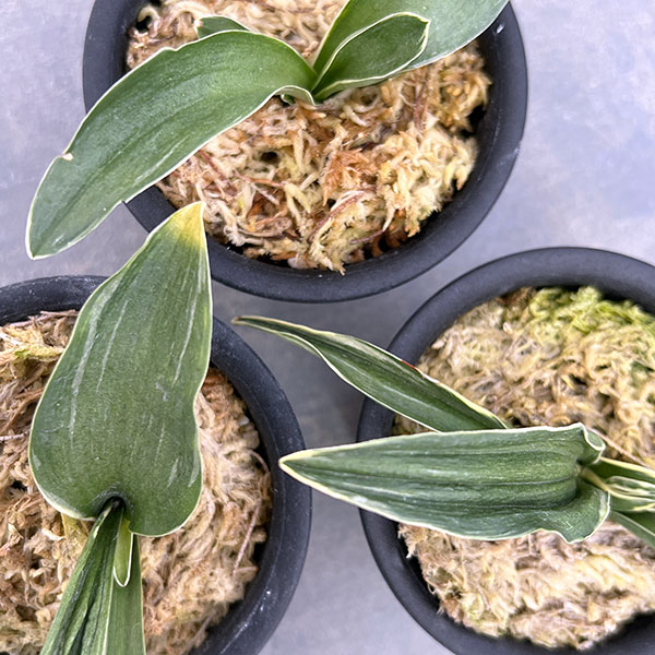 オモト（万年青）：お多福（おたふく）3号プラ鉢植え