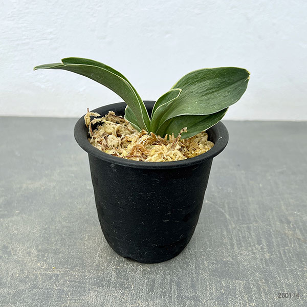 オモト（万年青）：お多福（おたふく）3号プラ鉢植え