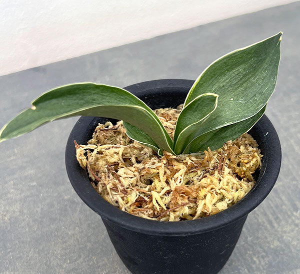 オモト（万年青）：お多福（おたふく）3号プラ鉢植え