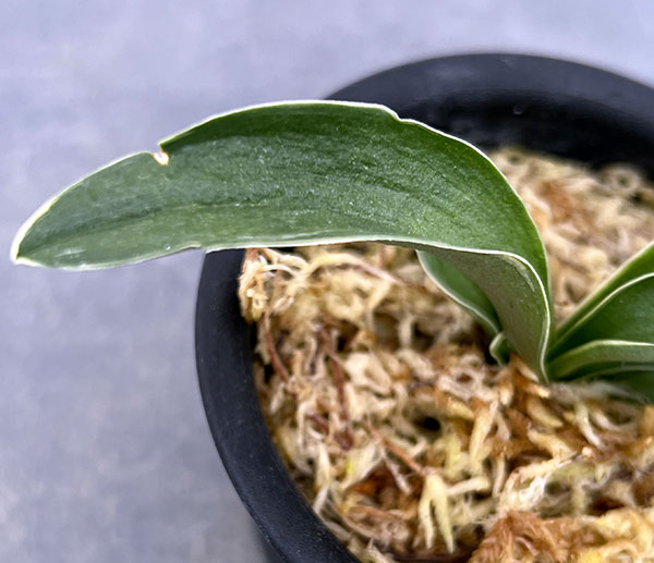 オモト（万年青）：お多福（おたふく）3号プラ鉢植え