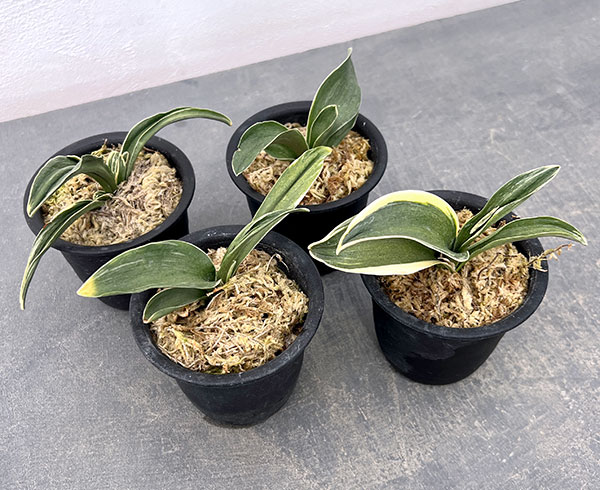 オモト（万年青）：お多福（おたふく）3号プラ鉢植え