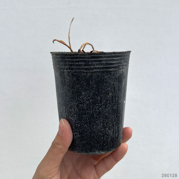 アヤメ：白花三寸アヤメ3-3.5号ポット