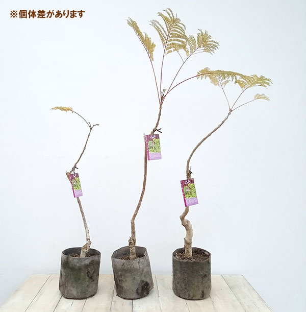 園芸ネット本店｜わい性ジャカランダ（ドワーフ）接木苗5号ポット