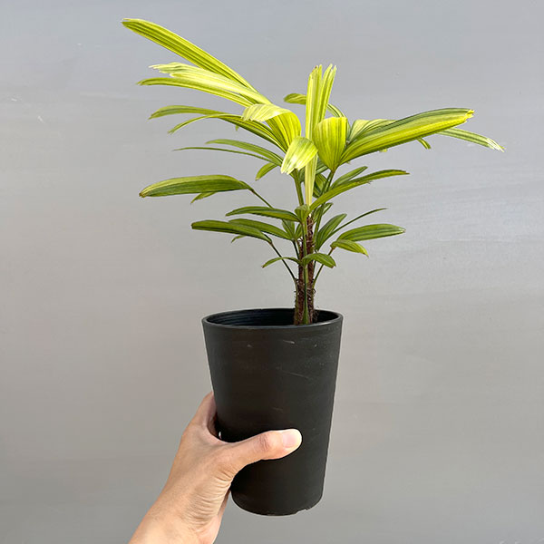 カンノンチク：綾錦(あやにしき)4号鉢植え