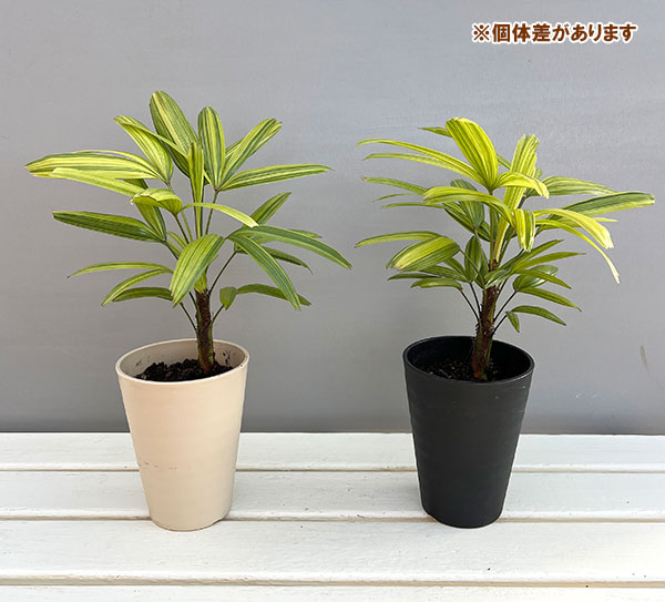 カンノンチク：綾錦(あやにしき)4号鉢植え