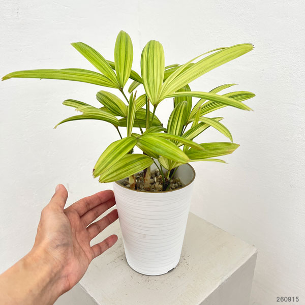 カンノンチク：綾錦(あやにしき)4号鉢植え