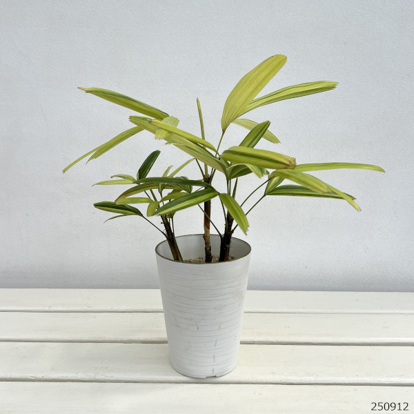 カンノンチク:綾錦(あやにしき)4号鉢植え