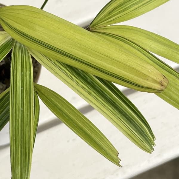 カンノンチク:綾錦(あやにしき)4号鉢植え
