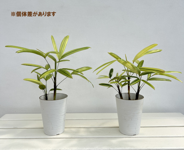 カンノンチク:綾錦(あやにしき)4号鉢植え
