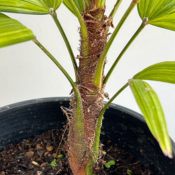 カンノンチク：綾錦(あやにしき)4号鉢植え