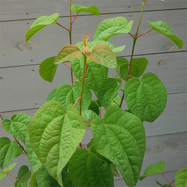 桂（カツラ）【品番3308】〈植木/庭木〉 カツラ | 植物図鑑 | 大阪市立