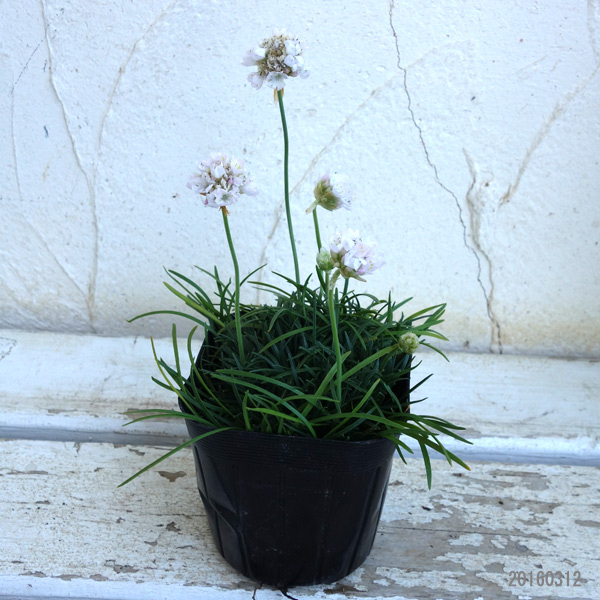 アルメリア：わい性ホワイト3号ポット